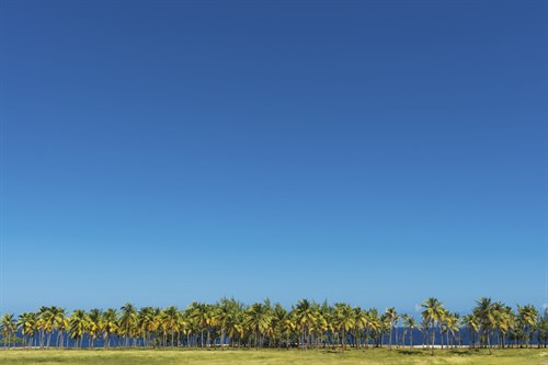 Coconut Grove - Mike Toy