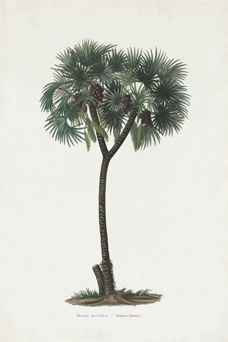 Dattier Palm - The Vintage Collection