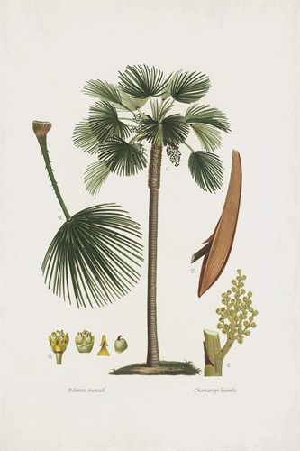 European Fan Palm - The Vintage Collection