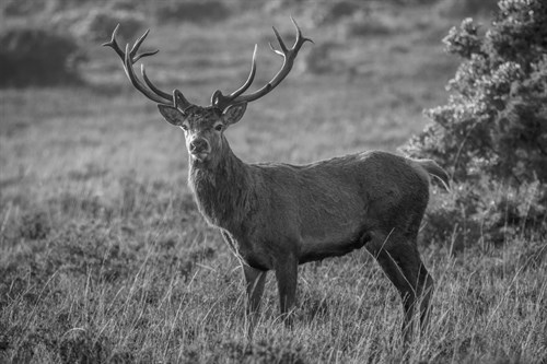 Regal Gaze - Matt Roseveare