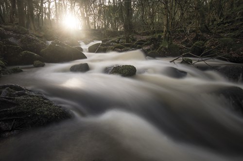 Woodland Motion - Matt Roseveare