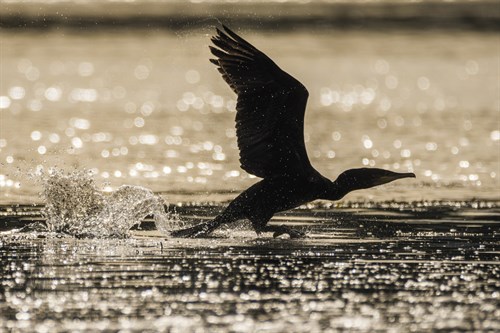 Early Bird - Matt Roseveare