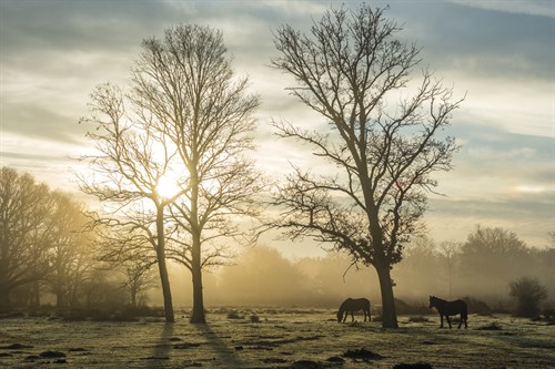 At Daybreak - Matt Roseveare