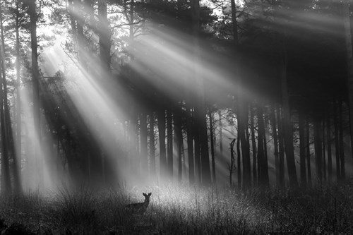 Roe in Rays - Matt Roseveare