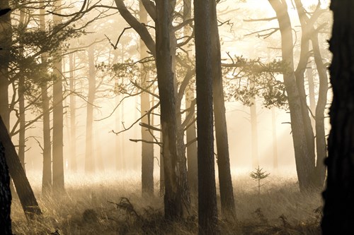 Peaceful Woodland - Matt Roseveare