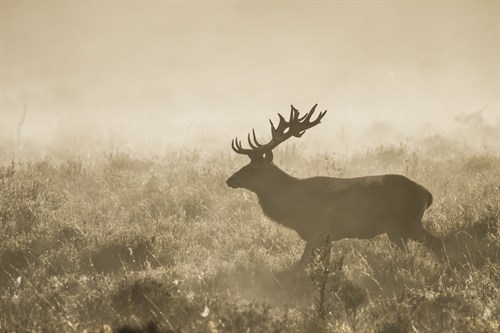In the Morning Fog - Matt Roseveare