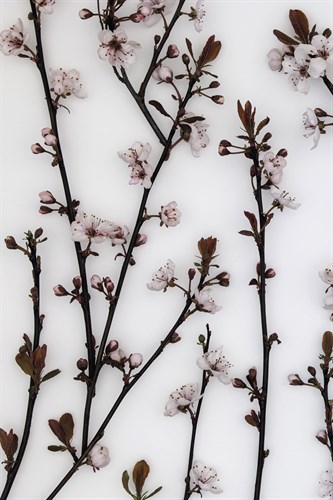 Budding Blossom - Assaf Frank