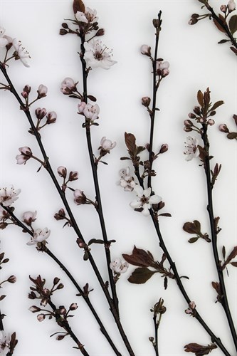Burgeoning Blossom - Assaf Frank