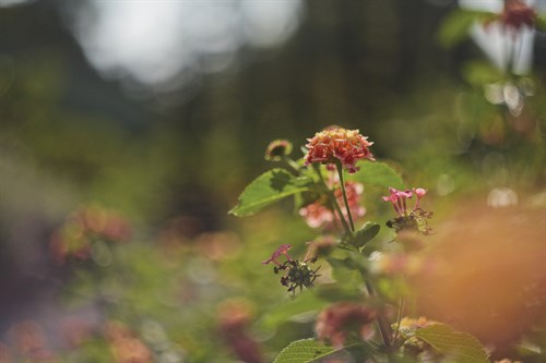 Summertime Bloom - Sarah Hart Morgan