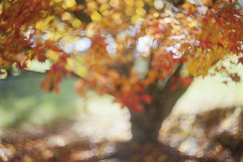 Autumnal Foliage - Sarah Hart Morgan