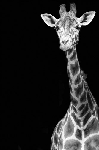 By a Neck - Noir - Matt Roseveare