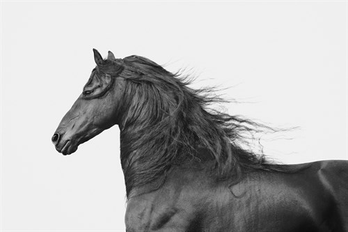 Elegant Power - Irene Suchocki