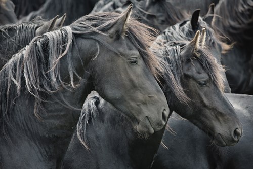 Majestic Admiration - Irene Suchocki