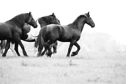 Leading The Way - Irene Suchocki