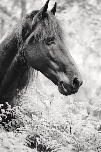 Ethereal Poise - Irene Suchocki