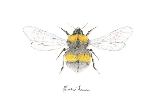Bombus terrestris - Nina Lewis
