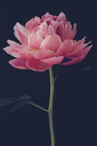 Lullaby Bloom - Irene Suchocki