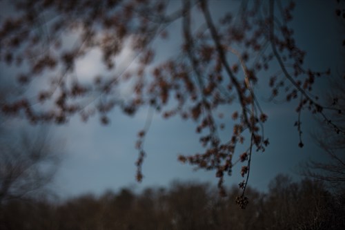 Subdued Spring - Sarah Hart Morgan