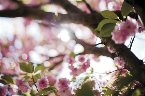 Daydream Blossom - Sarah Hart Morgan