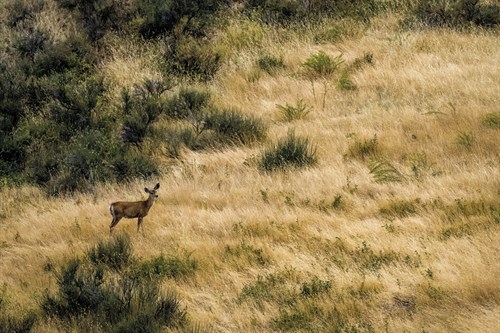 Wildlife Wander - Matt Roseveare