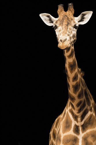 By a Neck - Matt Roseveare