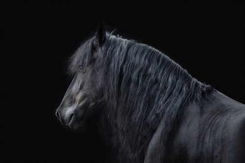 Areion - Irene Suchocki