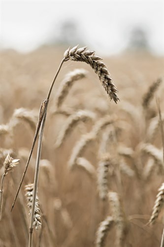 Wavering Wheat - Alan Copson