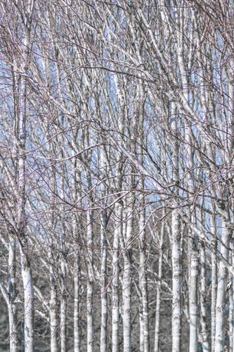 Birch Thicket - Assaf Frank