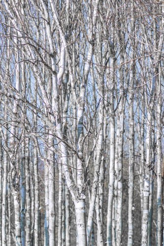 Birch Copse - Assaf Frank
