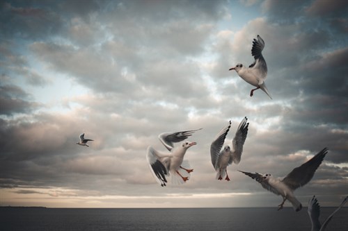 The Squabble - Florian Schleinig