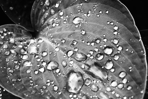 Nightfall Leaf - Florian Schleinig