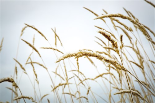 Summer Harvest - Andrew Geiger