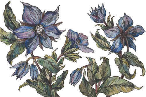 Borage to Lift the Spirits - Vicky Oldfield