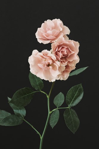 Floral Fantasy - Irene Suchocki