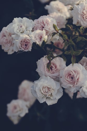 Rambling Roses - Irene Suchocki