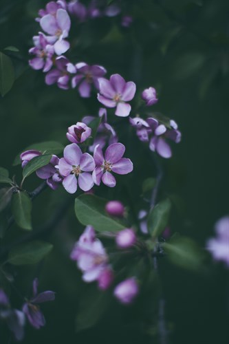 Midnight Bloom - Irene Suchocki