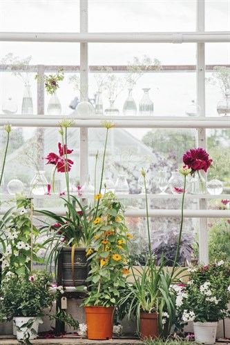 Greenhouse Glamour - Irene Suchocki