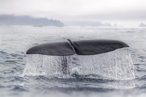 A Whale's Tail - Andreas Stridsberg