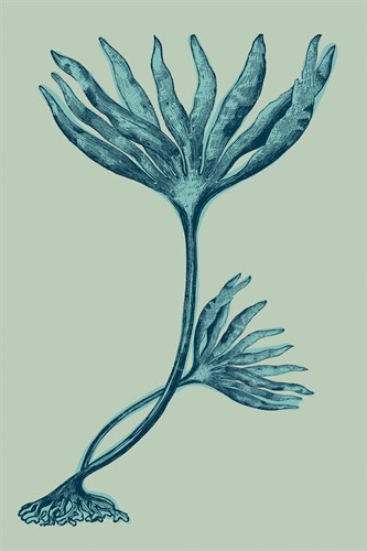 Laminaria digitata - Ocean - Maria Mendez