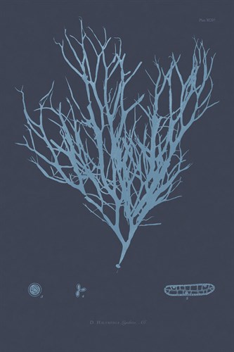 Vintage Seaweed - Swell - Henry Bradbury