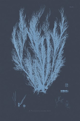 Vintage Seaweed - Wave - Henry Bradbury