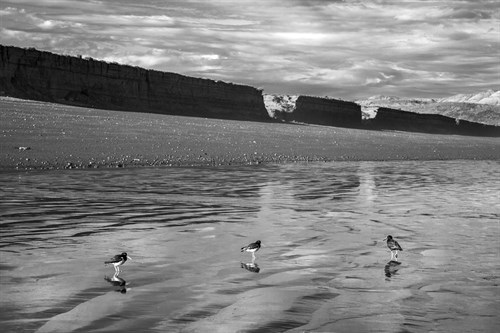 Water Waders - Andrew Geiger