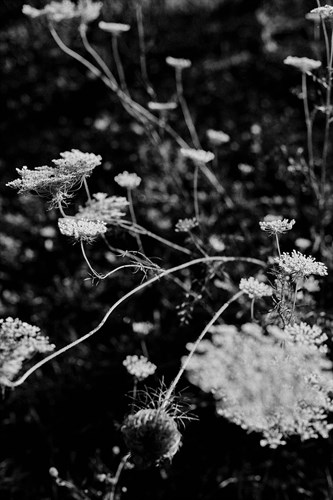 Dynamic Floral - Sarah Hart Morgan