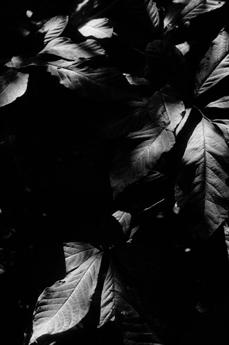 Dynamic Foliage - Sarah Hart Morgan