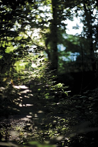 Ethereal Light - Sarah Hart Morgan