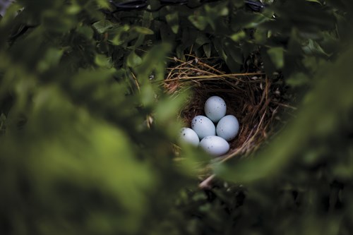 Nestlings - Sarah Hart Morgan