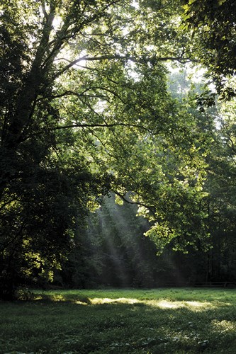 Sunbeam Clearing - Sarah Hart Morgan