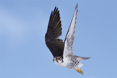 Falcon Soaring - Wild Wonders of China