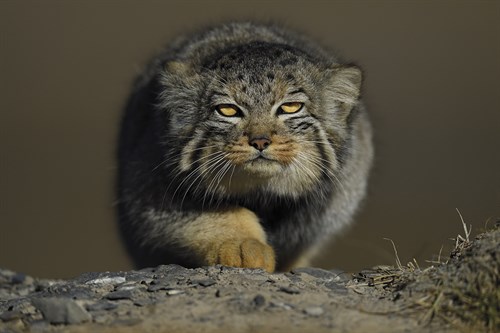 Sneaking Approach - Wild Wonders of China