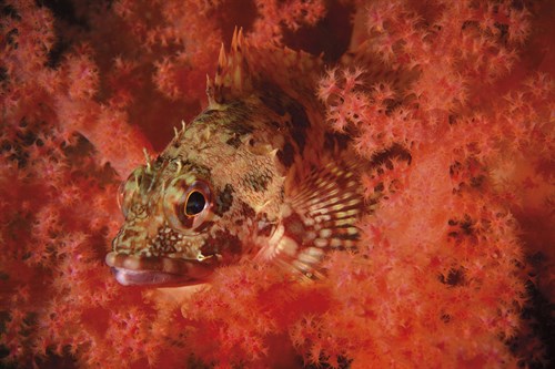 Marbled Rockfish - Wild Wonders of China